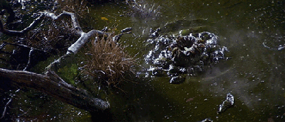 goradelleternofetore